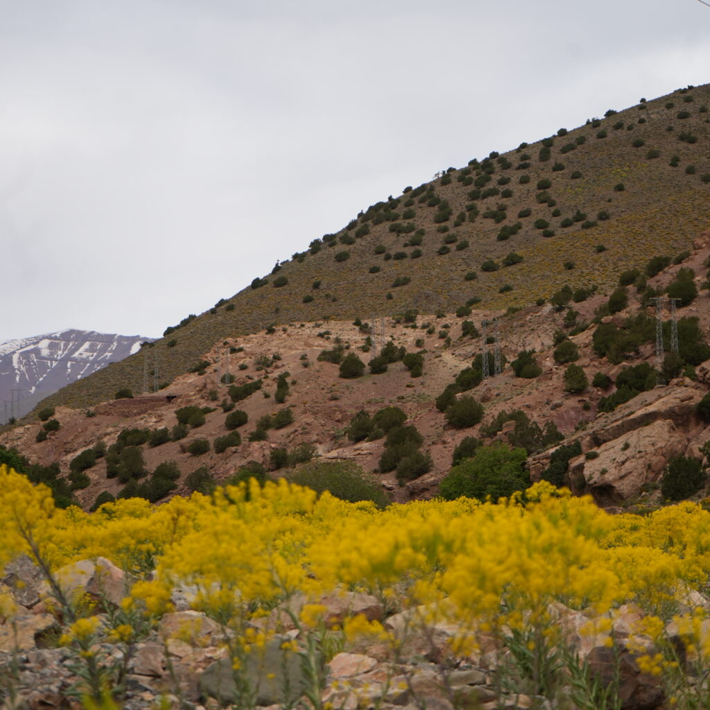 Yellow spring flowers blooming in a green Moroccan valley