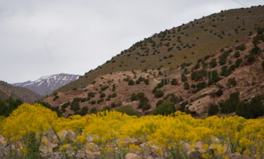 Yellow spring flowers blooming in a green Moroccan valley