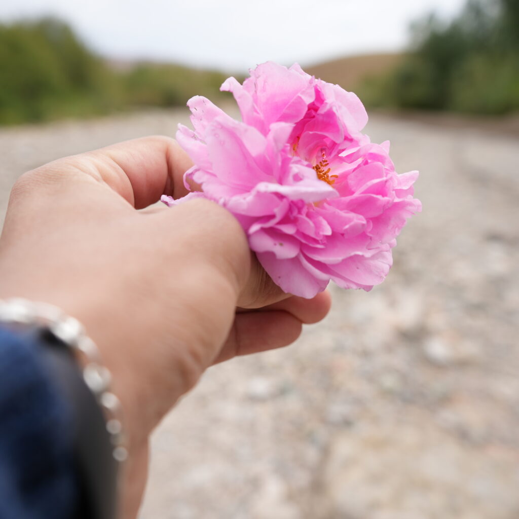 Hand holding a fresh pink rose in the Valley of Roses, Morocco