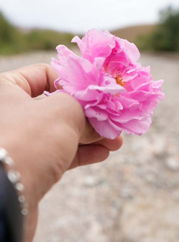 Hand holding a fresh pink rose in the Valley of Roses, Morocco