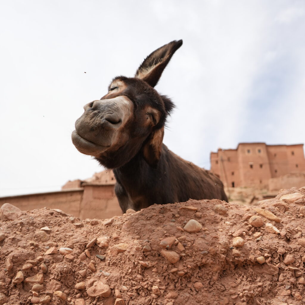 A donkey peeking over a mud-brick wall in a Moroccan rural village
