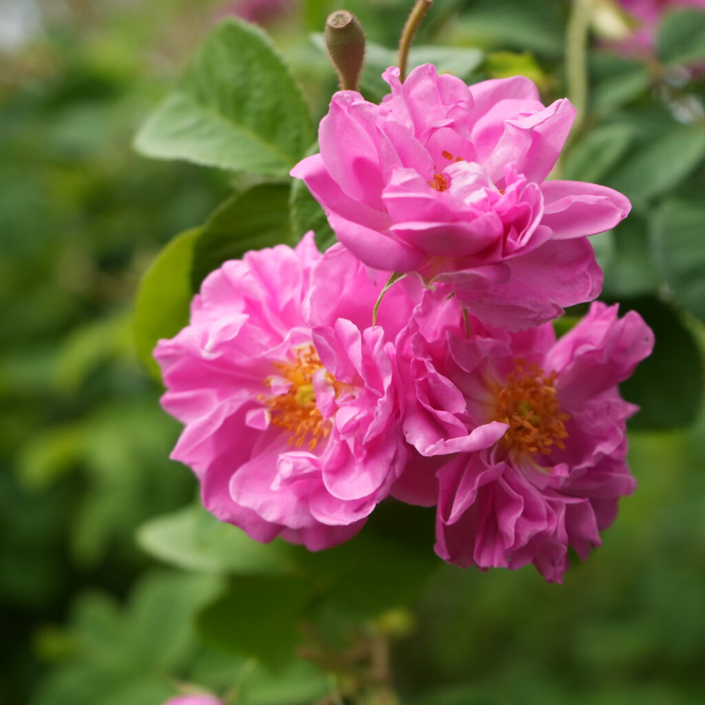 Close-up of a vibrant pink Damask rose flower in full bloom
