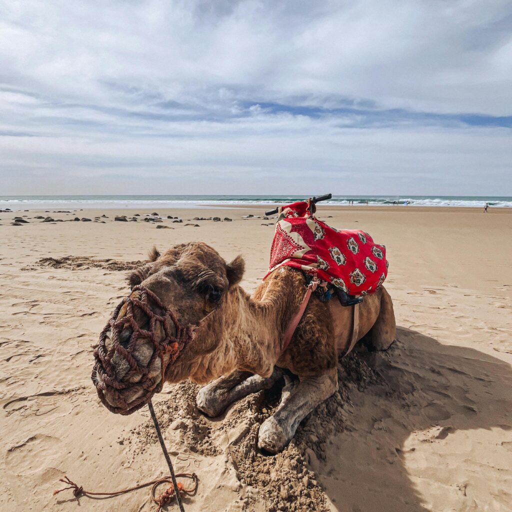 Camel lying down on a sandy beach