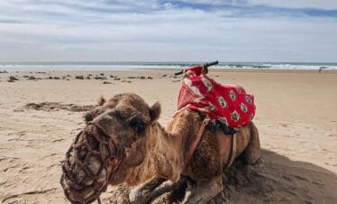 Camel lying down on a sandy beach