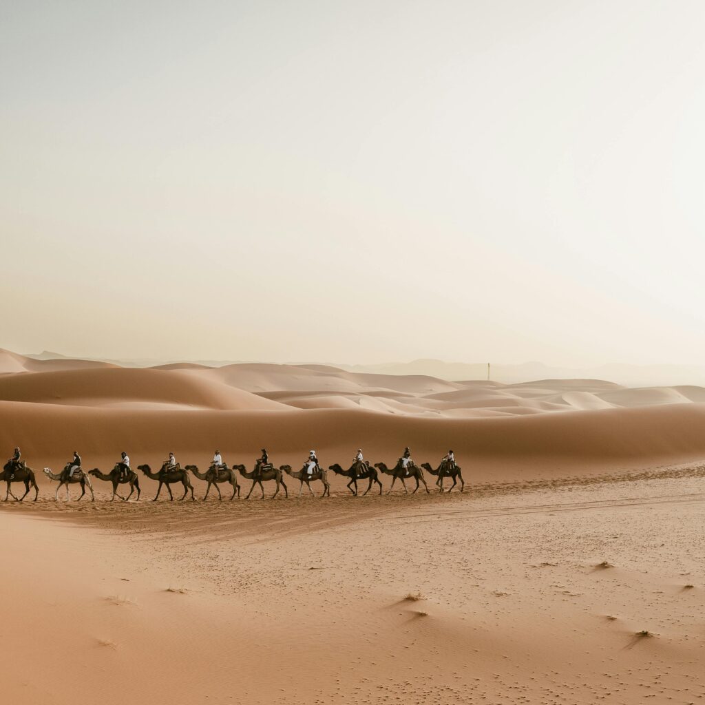 Camels and riders walking through golden Sahara dunes in Morocco
