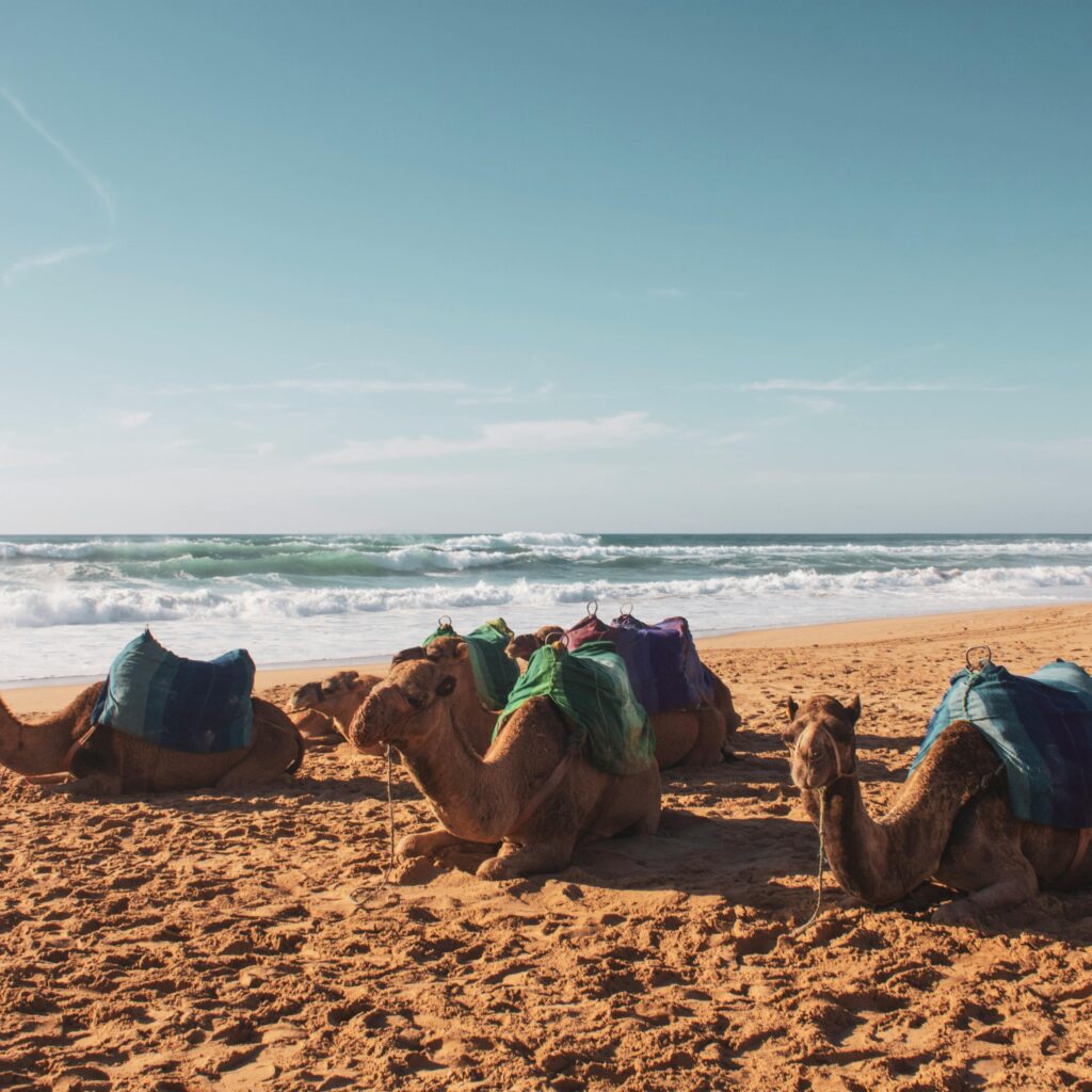 Camels lying down on the sandy beach in Agadir, Morocco