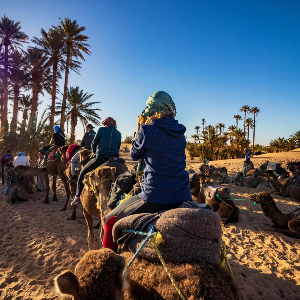 Moroccan camel caravan pausing in a palm-lined oasis