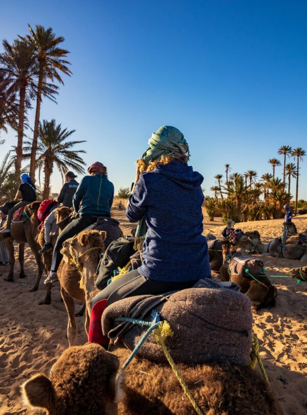 Moroccan camel caravan pausing in a palm-lined oasis