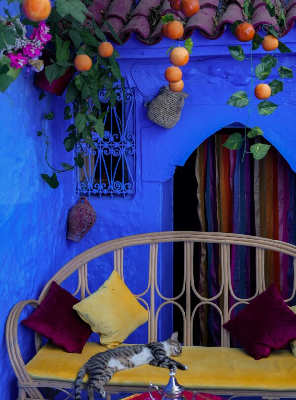 Blue doorway in Chefchaouen decorated with flower pots