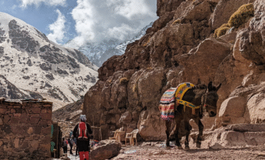 Mules carrying supplies on a mountain trail