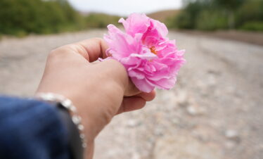 Hand holding a blooming pink flower