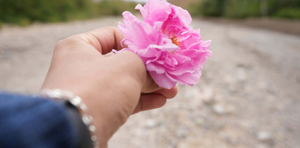 Hand holding a blooming pink flower