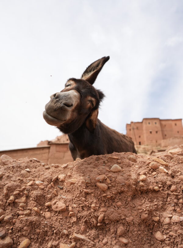 Curious donkey looking over a wall