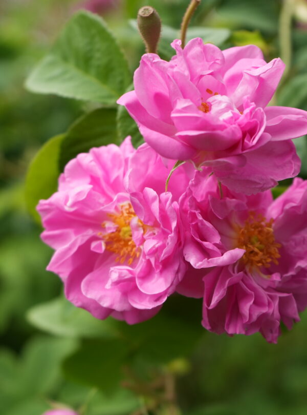 Pink Damask rose in bloom