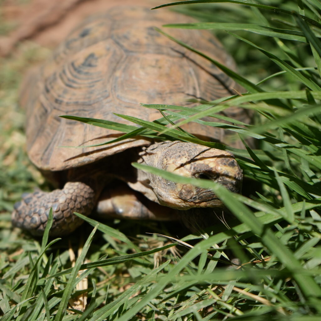 Lizard in the grass