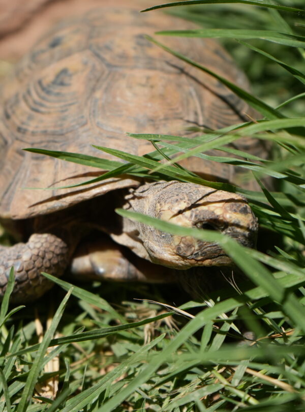 Lizard in the grass
