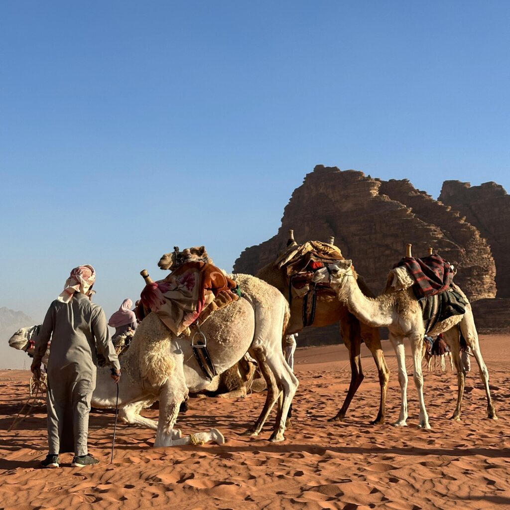 Group of camels and tourists by rocky terrain