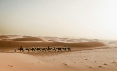 Camels walking in a line across the desert