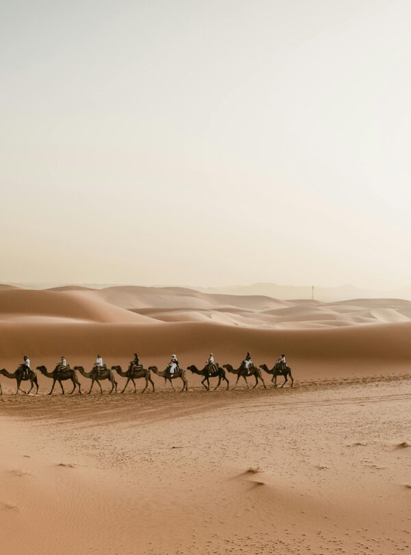 Camels walking in a line across the desert