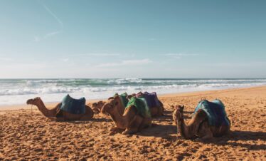 Camels resting on a beach