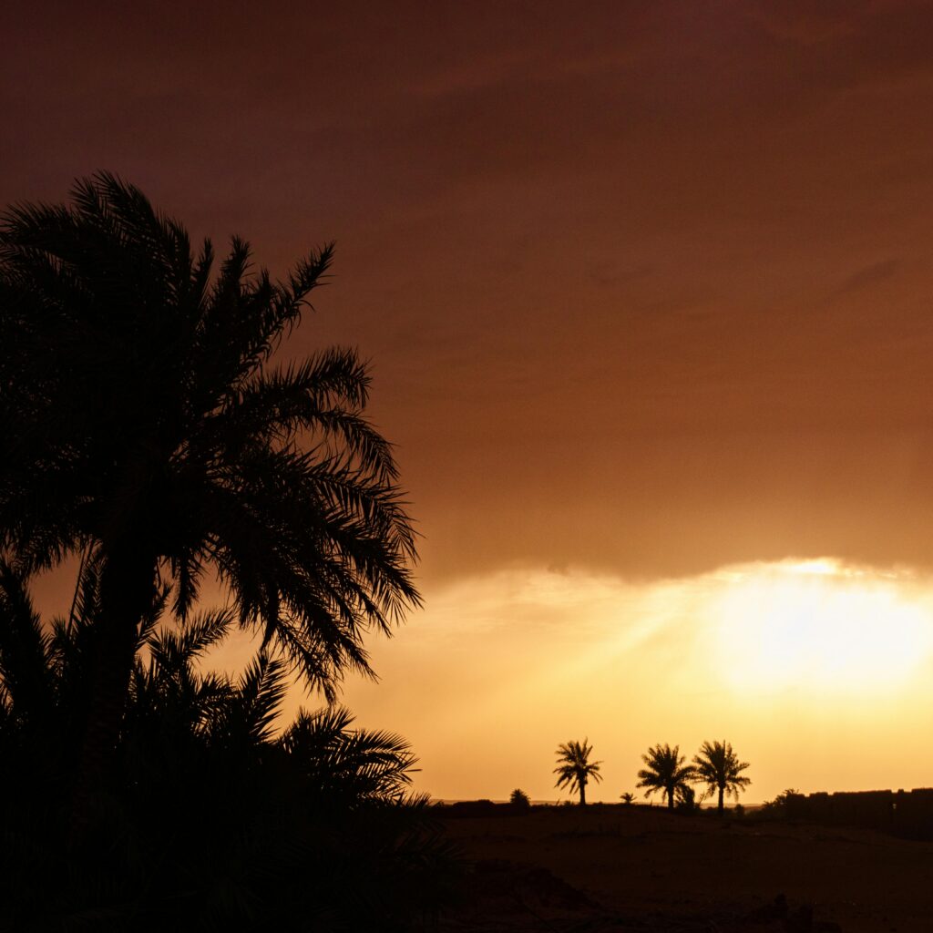 Silhouettes of palm trees at sunset