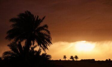 Silhouettes of palm trees at sunset
