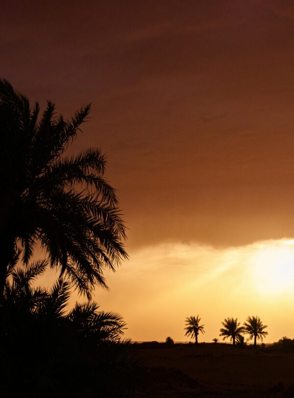 Silhouettes of palm trees at sunset