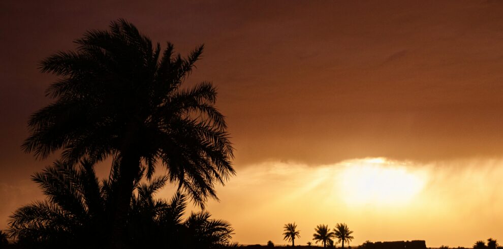 Silhouettes of palm trees at sunset