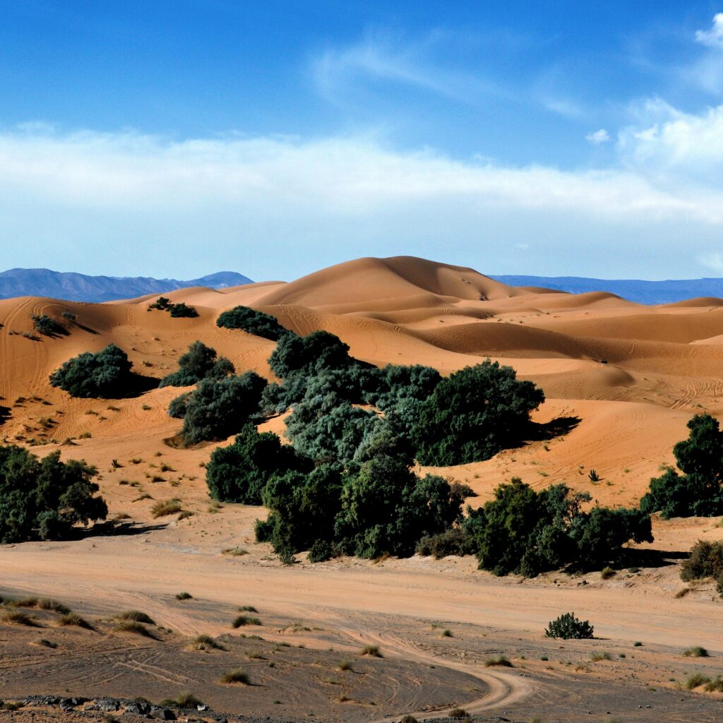 Sand dunes and palm trees