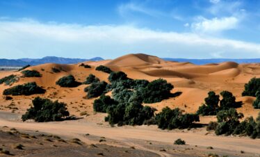 Sand dunes and palm trees