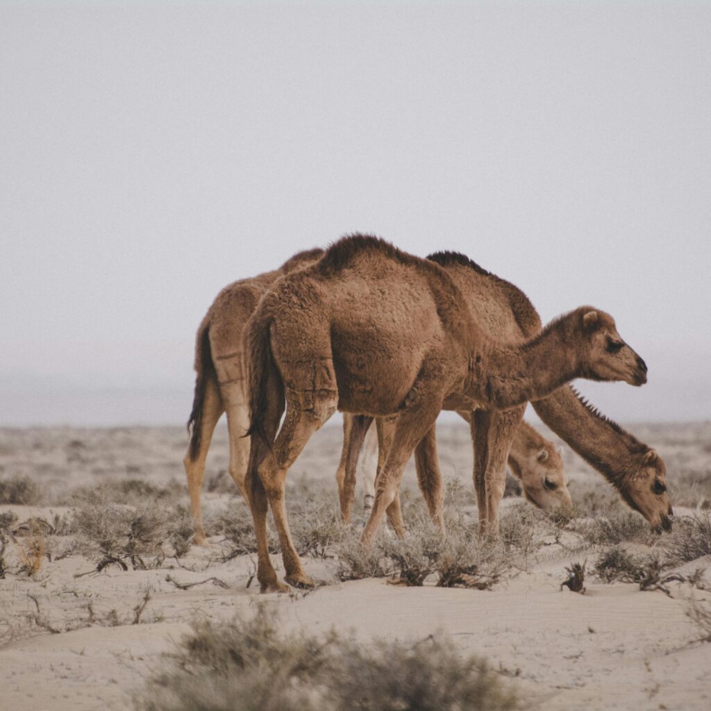 Camels walking across sand dunes during golden hour