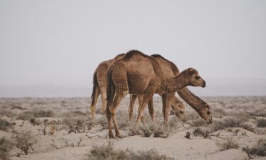 Camels walking across sand dunes during golden hour
