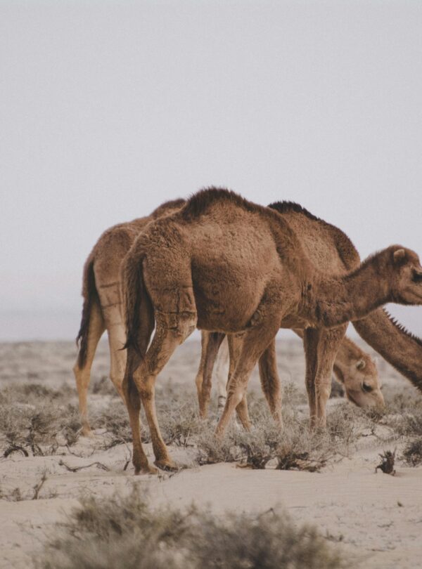 Camels walking across sand dunes during golden hour