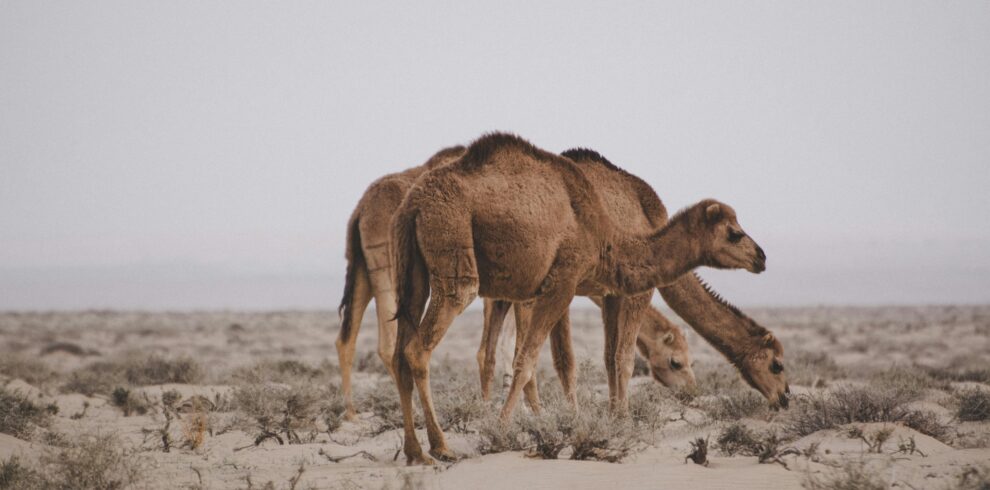 Camels walking across sand dunes during golden hour