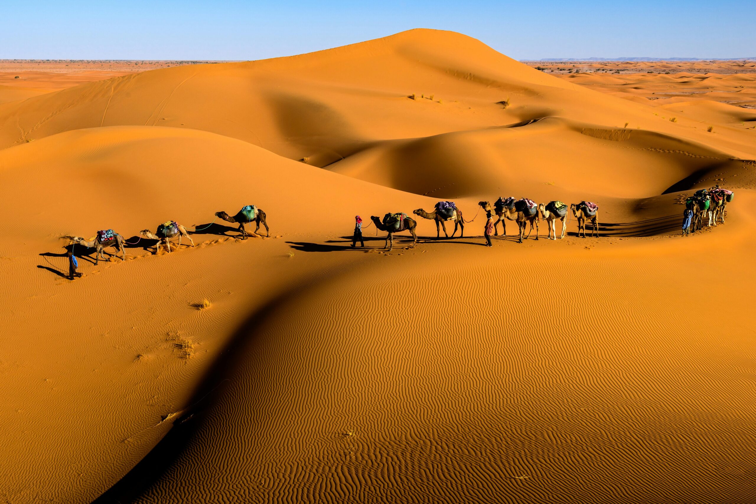 Camel caravan crossing Moroccan Sahara dunes