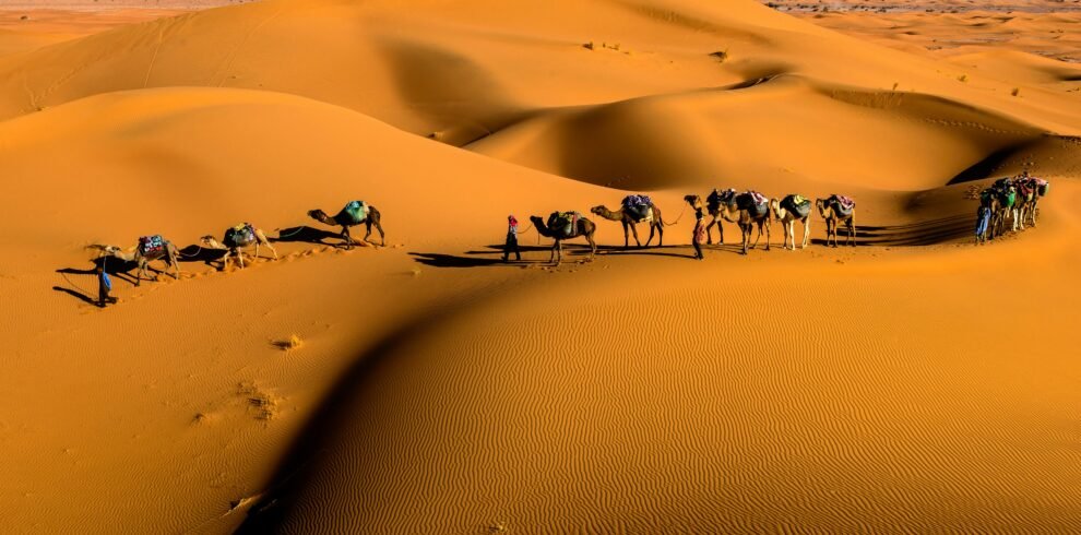 Camels trekking across golden sand dunes