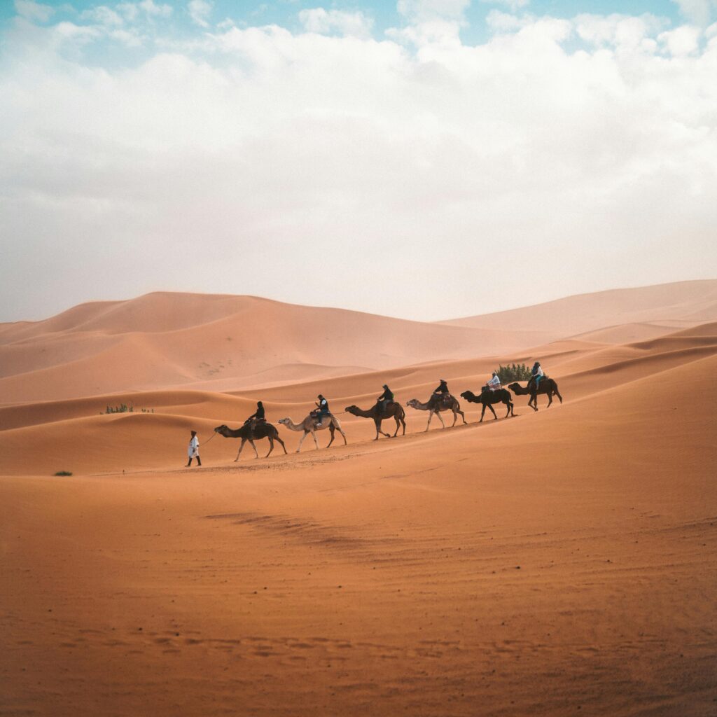 Three camels resting on a sandy plain
