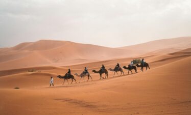 Three camels resting on a sandy plain