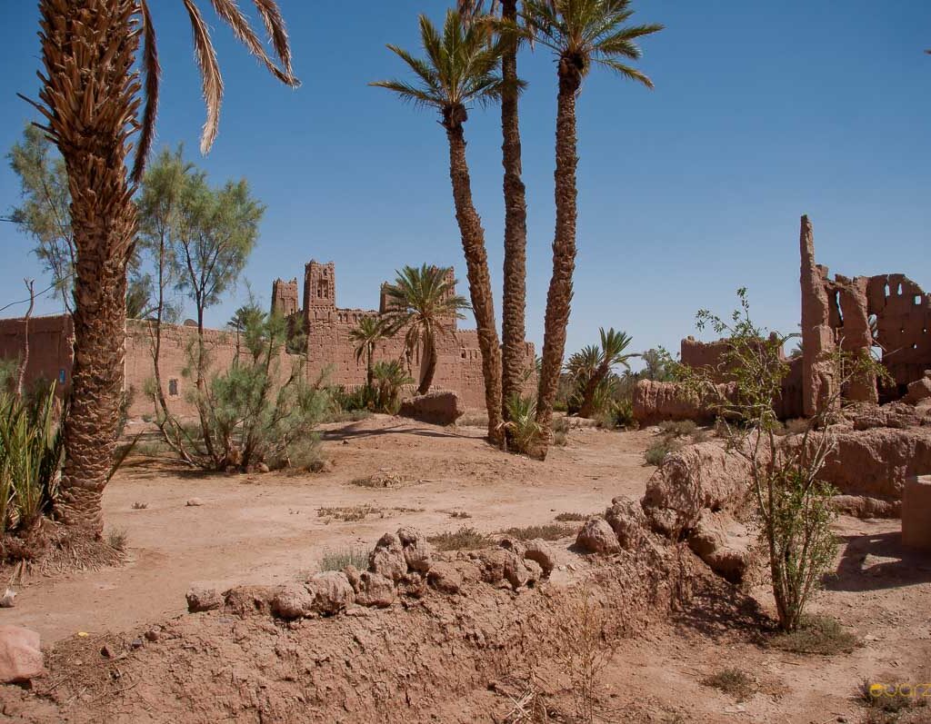 Date palms and earthen homes in desert oasis