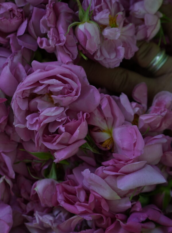 Pink Damask rose in bloom