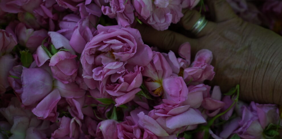 Pink Damask rose in bloom