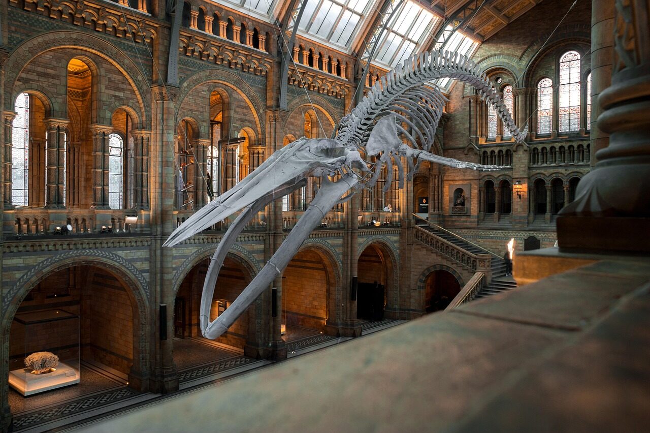 National Museums Morocco national history museum, blue whale skeleton, exhibition, london, uk, whale skeleton, skeleton, england, museum, london, london, museum, museum, museum, museum, museum