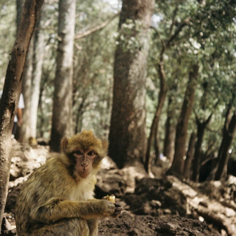 Exploring the Middle Atlas Forests