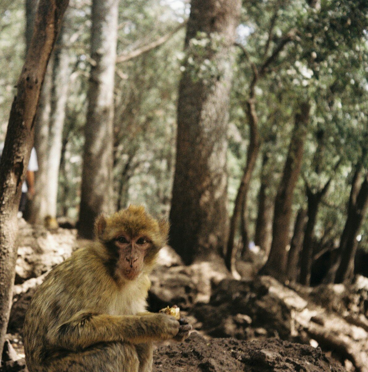 Middle Atlas Forests A monkey sitting in the middle of a forest