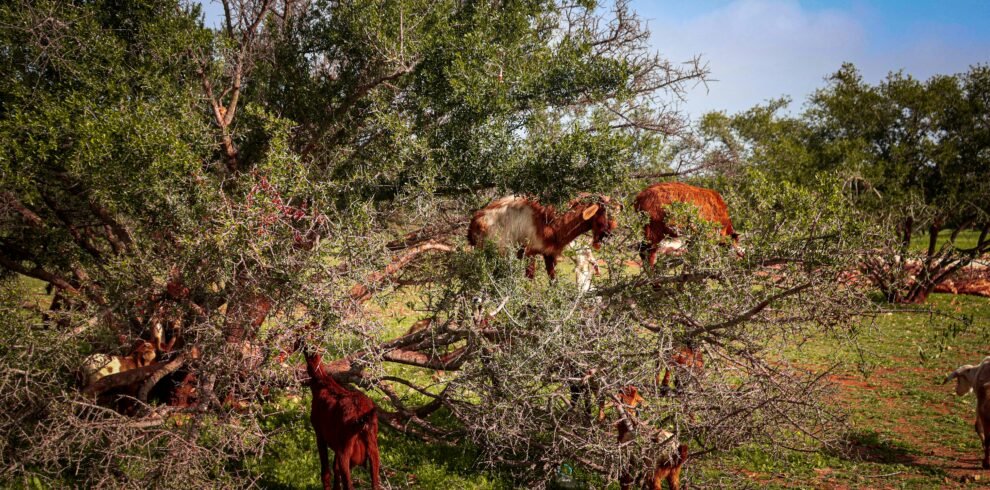 Immersion Argan Oil & Rural Breakfast: Women’s Coop au Maroc