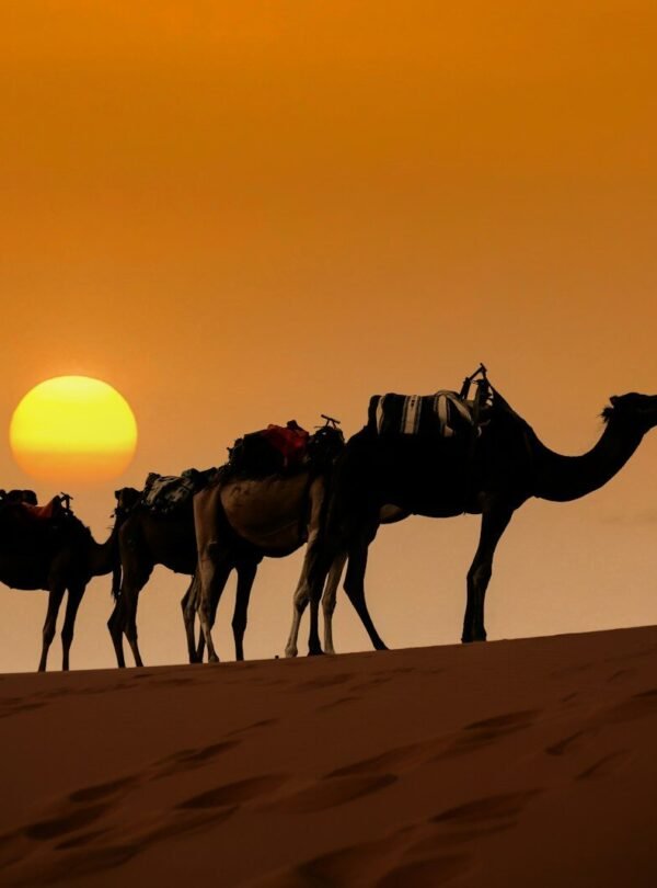 a person leading a group of camels on a sandy beach
