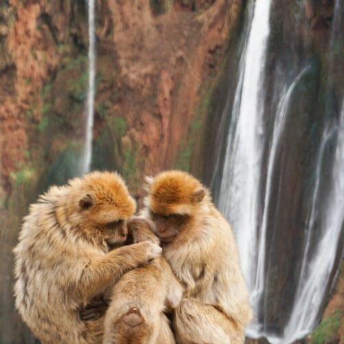 two monkeys sitting on top of each other in front of a waterfall