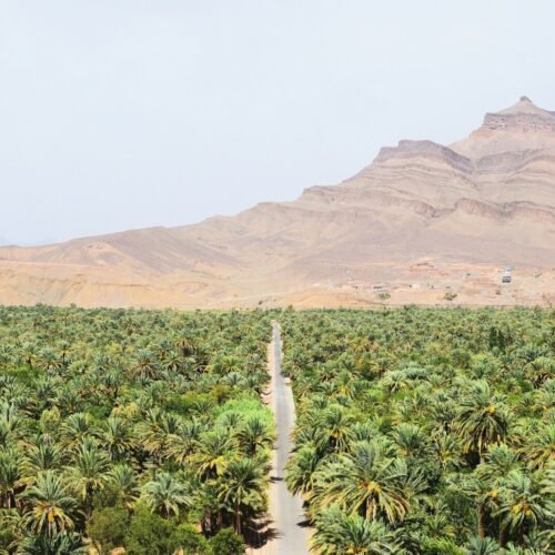 road between green coconut trees at daytime