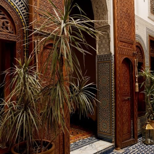 green plan in pot beside door