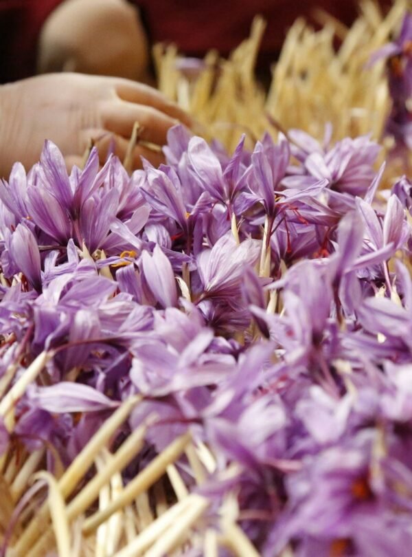 Hands sorting saffron flowers.